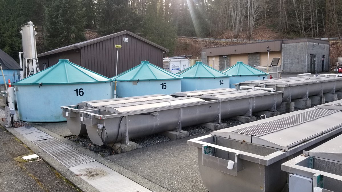 sockeyejames's tweet photo. Pre-shutdown, I visited some salmon hatcheries around BC. Did you know they use many different 'container' types to rear salmon? Clockwise from top left: Burrows ponds, circular tubs and capped troughs, earthen channels, and raceways.
#SalmonEnhancement
#SalmonScience https://t.co/WQrHtdvMZo
