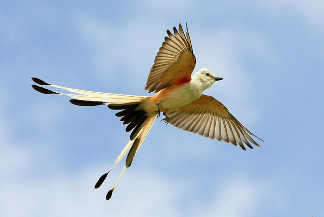 ... breathe it out, Nome.Oklahoma.Tyrannus forficatus. The Scissor-bearing Tyrant. They fight Hawks and Owls and Crows for territory, despite being an ounce and a goddamn half.Scissor-tailed Flycatcher. You know what? Respect. Keep it. Well done.  #StayAtHomeSafari