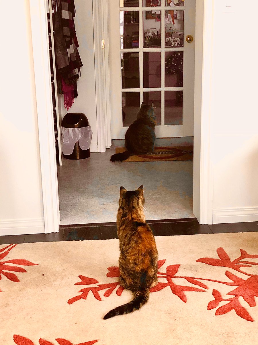 AprilSora's tweet photo. Work from Home Day 7: CatBert and Cleo, Director of Representative Workforce, practice social distancing in the workplace in lunch lineup.
#CatBert #workathome #catsofinstagram #covid2020 #covidsk https://t.co/oYF6TilnDV