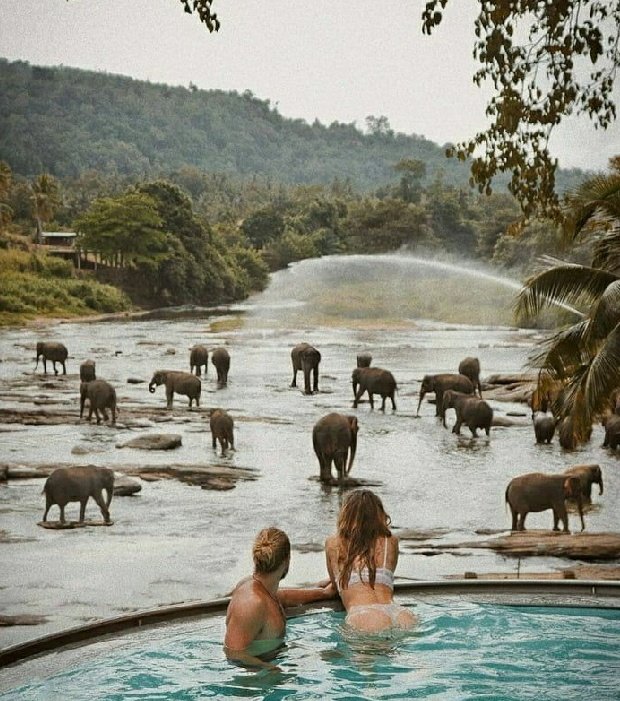 You and hubs decide to do a light activity because you're still recovering. Sky view with lunch ? Swimming with elephants or visit the nearest animal park?