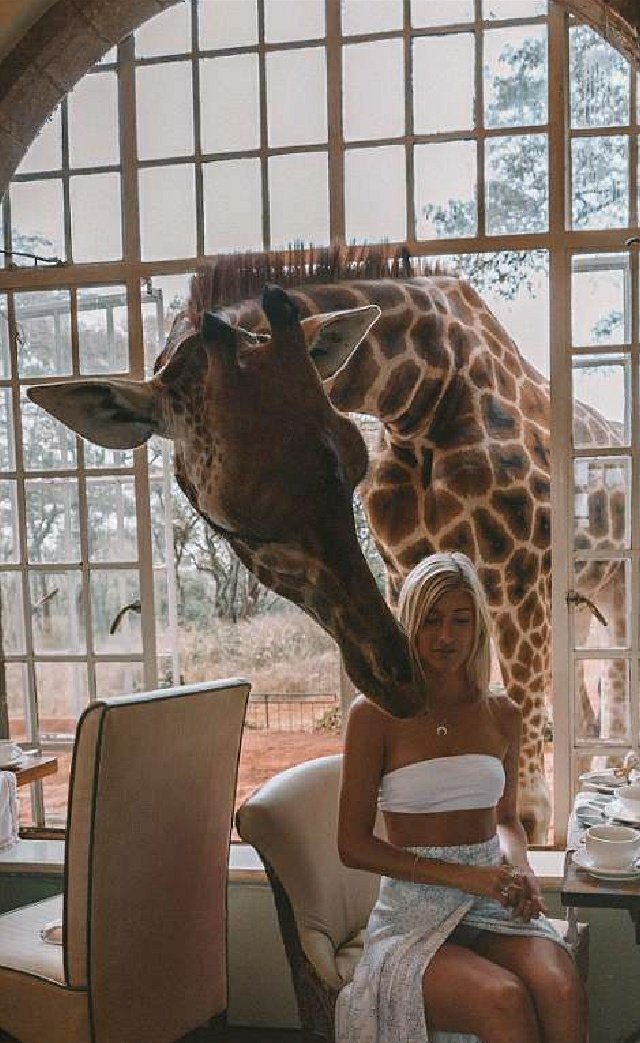 You and hubs decide to do a light activity because you're still recovering. Sky view with lunch ? Swimming with elephants or visit the nearest animal park?