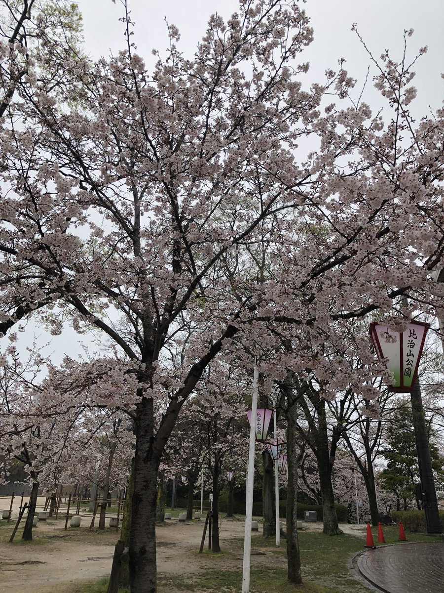 Rccラジオカー A Twitter この時間は広島市南区比治山公園に来ています 雨風が強いですが比治山公園の桜も満開でとても綺麗です Rccradio バリシャキ