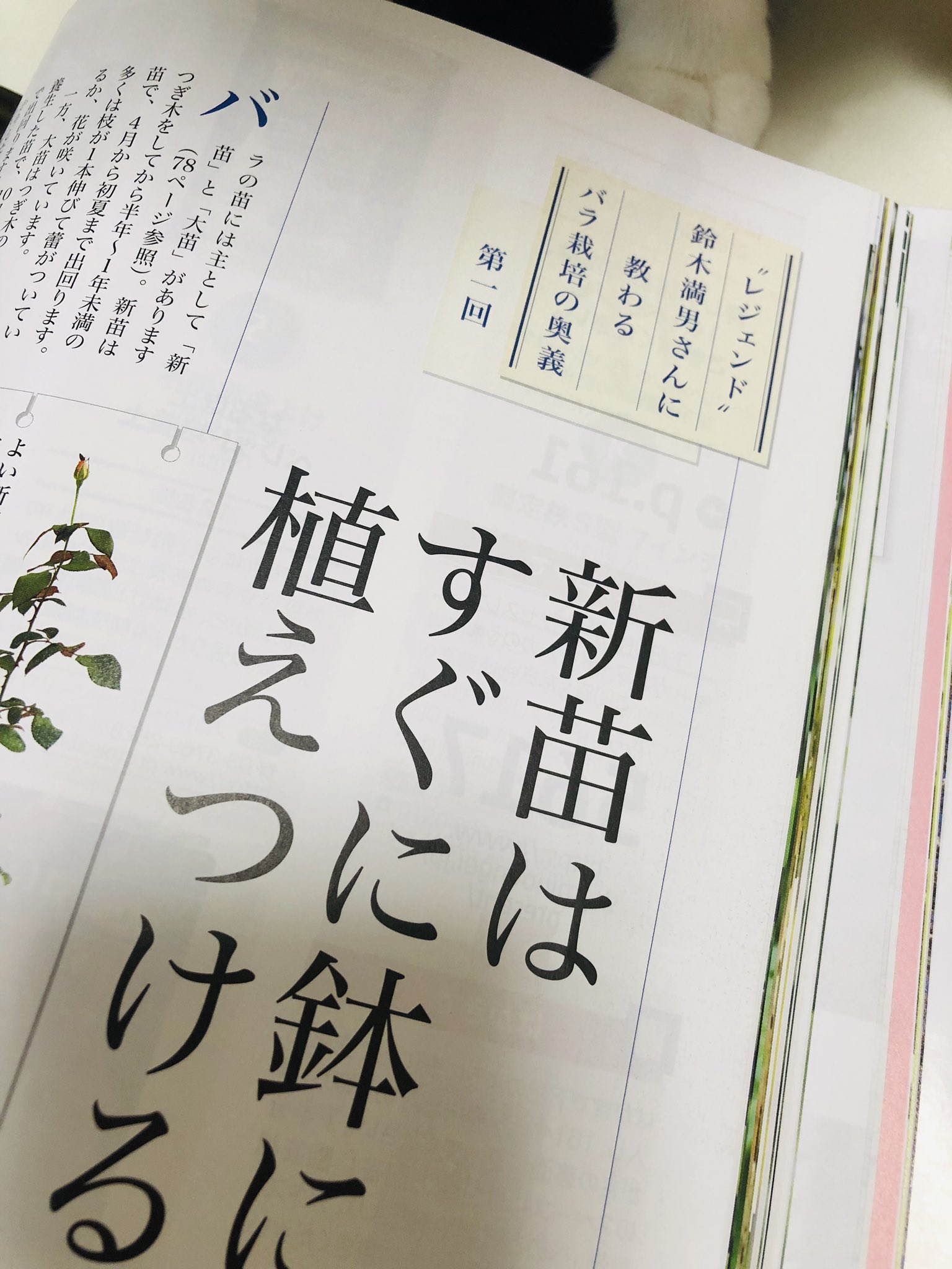تويتر ｎｈｋ出版 趣味の園芸 على تويتر テキストちょい見せ 再開します 新連載 心と体にやさしい園芸療法 千葉大学大学院園芸学研究科の岩崎寛先生は 緑による健康効果についてよ研究を進めています 植物と触れ合うことで心と体にどんないいことがあるのか