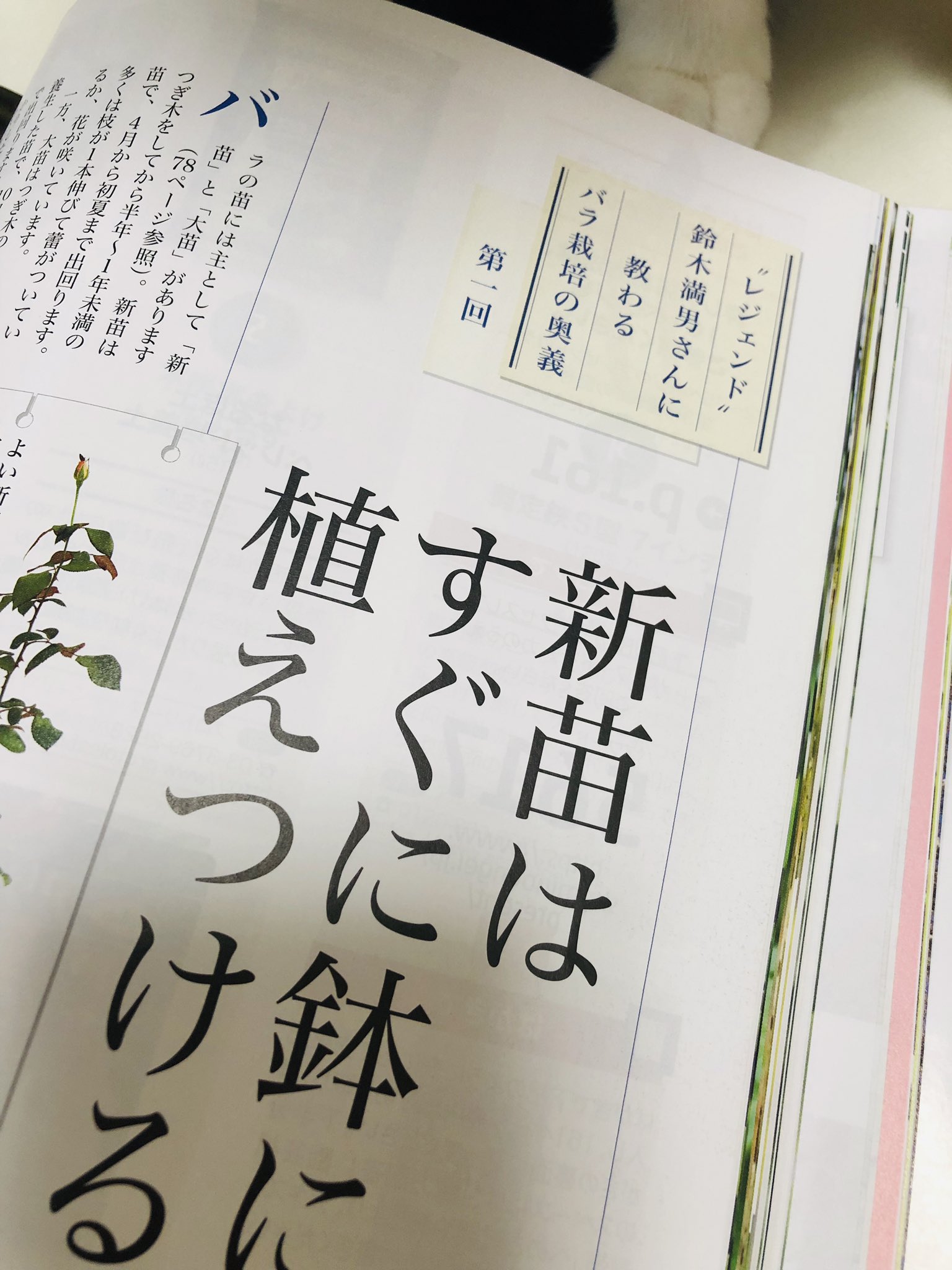 ｎｈｋ出版 趣味の園芸 テキストちょい見せ 続きます 新年度ということで 新連載が一斉にスタート 順にご紹介します 新連載 365日 美しい庭づくり は 米子市内のクリニックのお庭から 患者さんのために 圧倒的な美 を求める面谷さんと