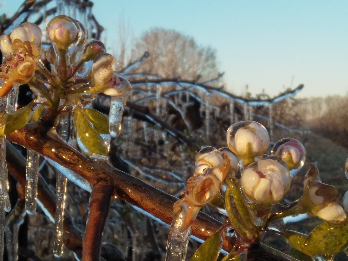 rivieractief's tweet photo. Goedemorgen uit de Betuwe #fruitteelt #beusichem #lindegaard @gemeenteburen #betuwe #lingestreek #struingids #bloesem #lente #winters #ijs #boomgaard #beregening @showmeholland #rivierenland @Fruitteeltinfo #bescherming #bloesems @bomengidsnl @wsrivierenland @bomenstichting https://t.co/uHtXq772Tg