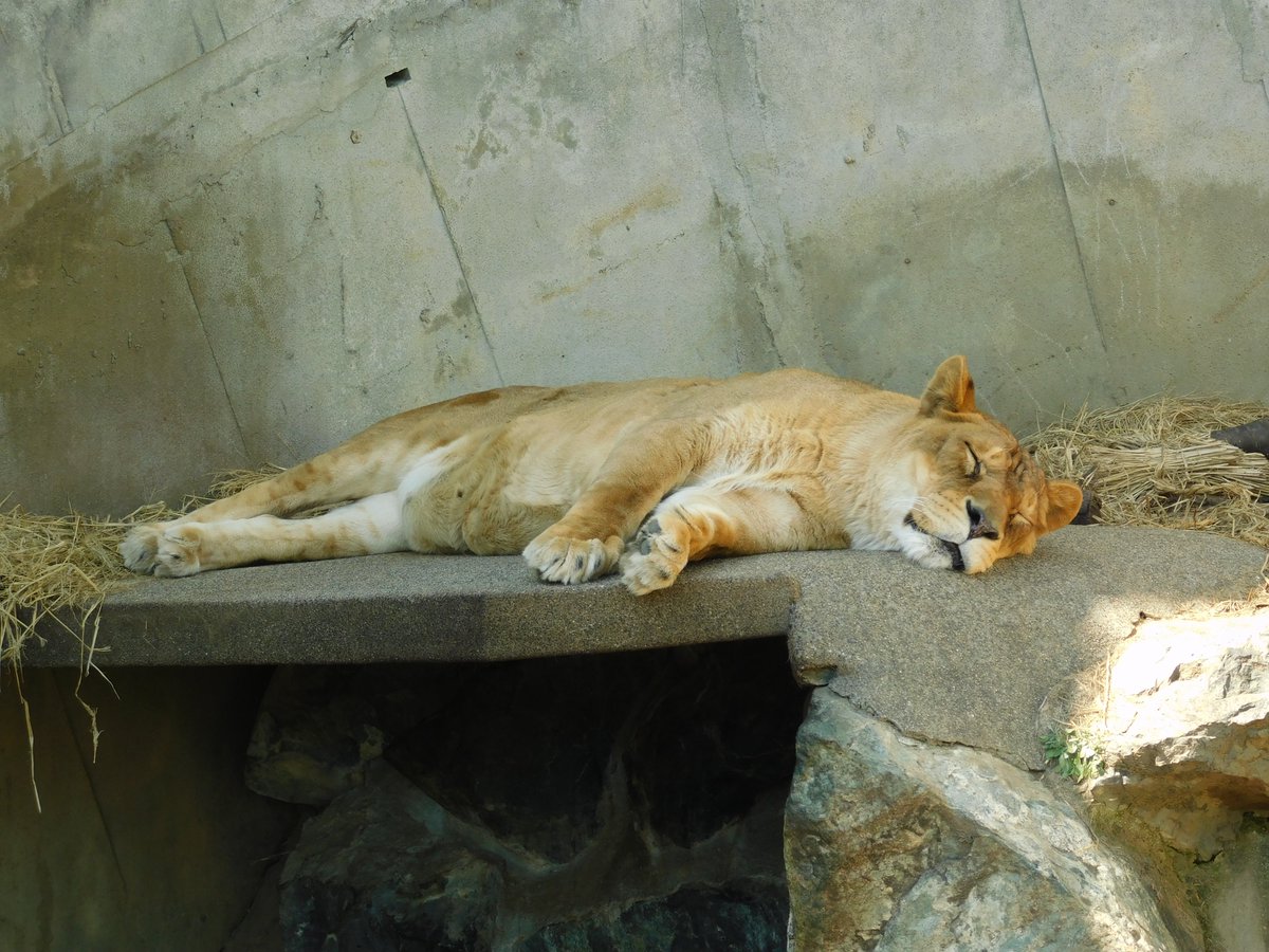 HitachiCity_Zoo's tweet photo. 今年度から月別にテーマを設けてSNSを発信していきます！
今月のテーマは『寝る』です。 動物たちのかわいい寝顔や寝姿を楽しみにしていてください！！
ライオンのオーちゃんも気持ちよさそうにZzz…

＃かみね動物園　＃動物園　＃日立市
＃月別テーマ　＃寝る　＃ライオン https://t.co/GqesIn78Jx