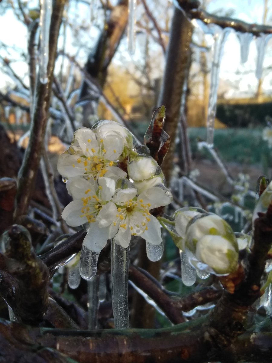 rivieractief's tweet photo. Goedemorgen uit de Betuwe #fruitteelt #beusichem #lindegaard @gemeenteburen #betuwe #lingestreek #struingids #bloesem #lente #winters #ijs #boomgaard #beregening @showmeholland #rivierenland @Fruitteeltinfo #bescherming #bloesems @bomengidsnl @wsrivierenland @bomenstichting https://t.co/uHtXq772Tg