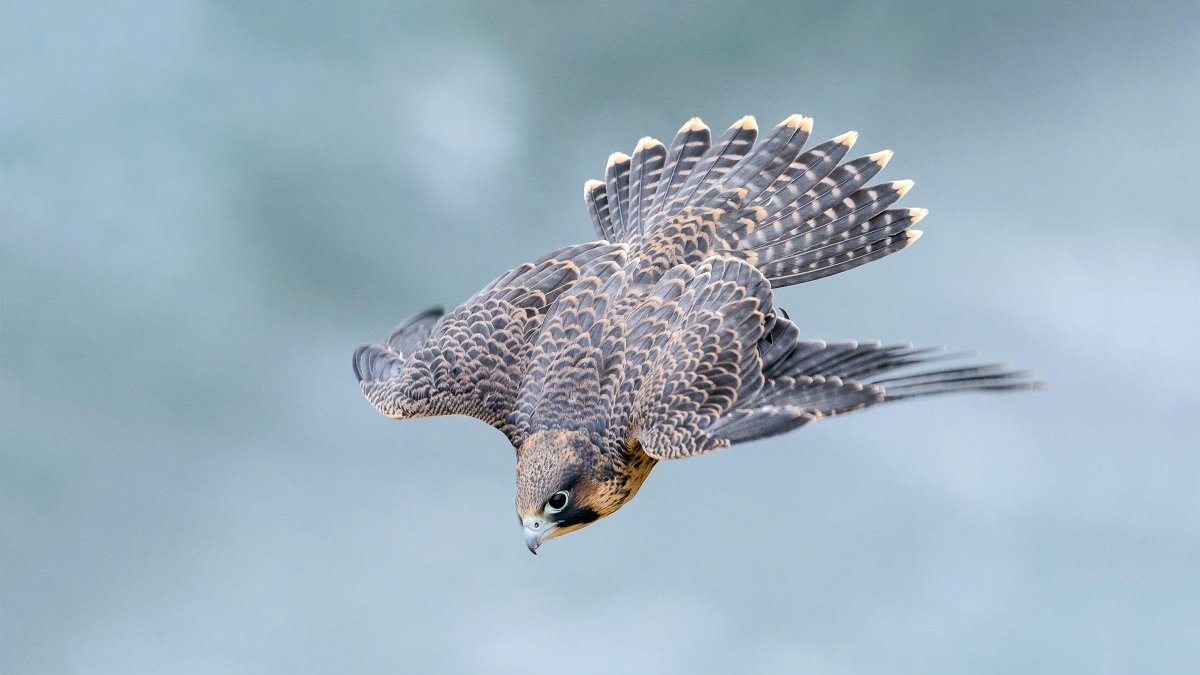 That said: Ohio gave us John Glen. It gave us more astronauts than any other state, in fact.Which makes me wonder what it is about living in Ohio that makes people try to flee the Earth.STILL. In honor of all of those test pilots: The Peregrine Falcon. #StayAtHomeSafari