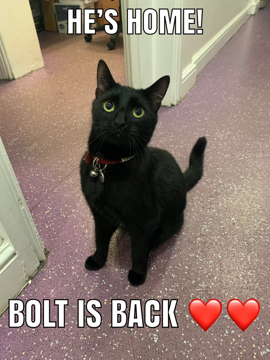 FelixhuddsCat's tweet photo. **NOT an April Fool** BOLT IS BACK! 5am this morning he wandered back - we are so grateful for everyone’s concern. https://t.co/yKvknb6m2L