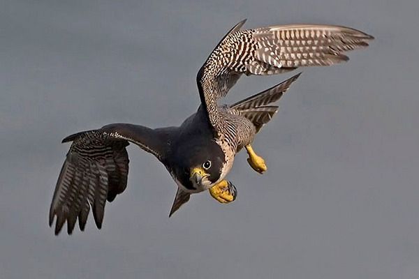 You get the Peregrine Falcon on one condition, Ohio.You have to call it the "Kitty Hawk."To remind you who was ACTUALLY first in goddamn flight. #StayAtHomeSafari