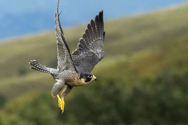 You get the Peregrine Falcon on one condition, Ohio.You have to call it the "Kitty Hawk."To remind you who was ACTUALLY first in goddamn flight. #StayAtHomeSafari