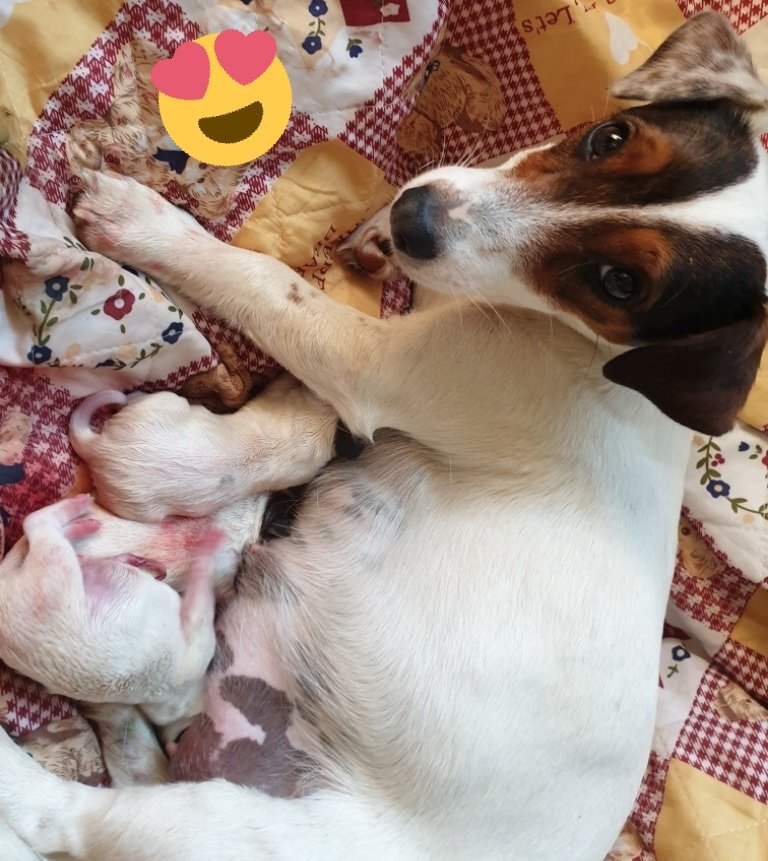 AS_Delassus's tweet photo. ⚠️ Non respect du confinement !
Sortie en cours ...🐶🐶🐶 !

Il y en a 3 pour le moment, la jeune maman est au top 😍😍

#StayAtHome
#BeautyOfTheDay https://t.co/HhZw74qbR3