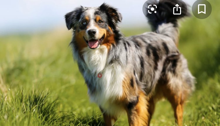 AllisonWynn18's tweet image. can we just take a second to talk about how pretty the Australian Shepherd breed of dog is?? i can’t get over it