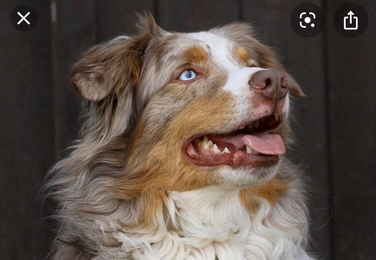 AllisonWynn18's tweet image. can we just take a second to talk about how pretty the Australian Shepherd breed of dog is?? i can’t get over it
