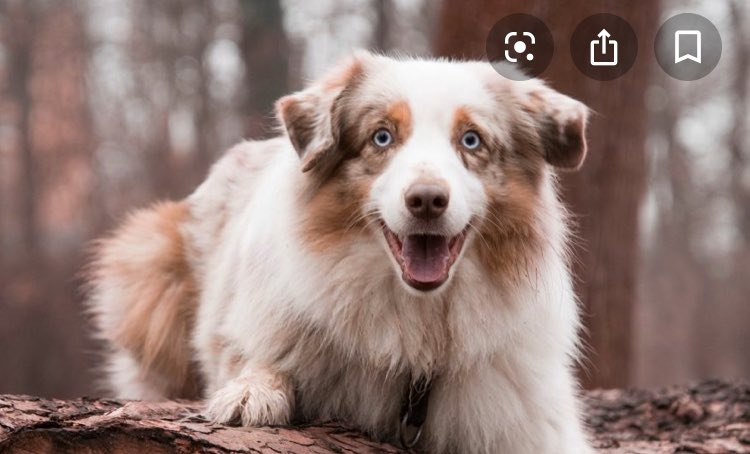 AllisonWynn18's tweet image. can we just take a second to talk about how pretty the Australian Shepherd breed of dog is?? i can’t get over it