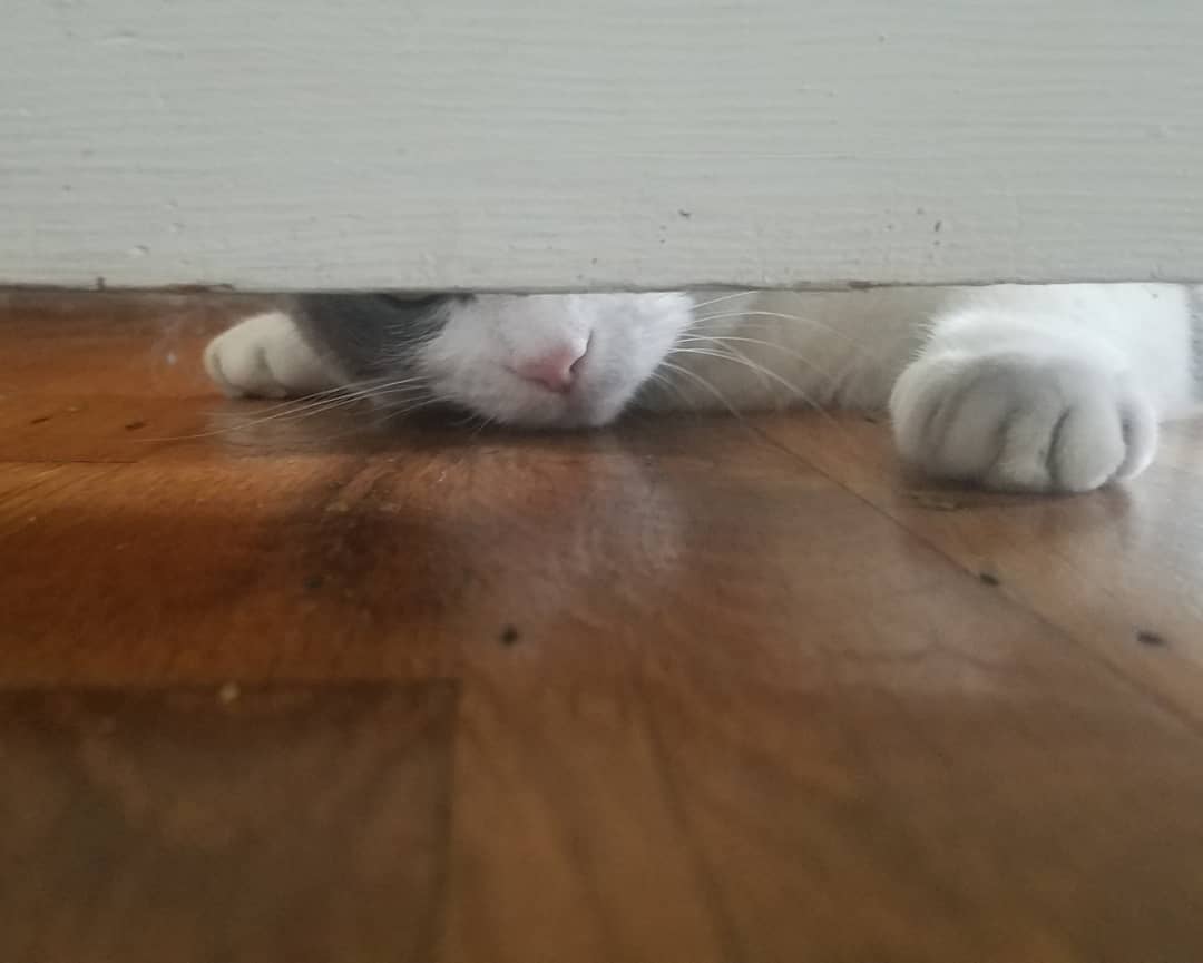QueenMiaCat's tweet photo. Hey, you on a conference call? https://t.co/VXRflF5cUD