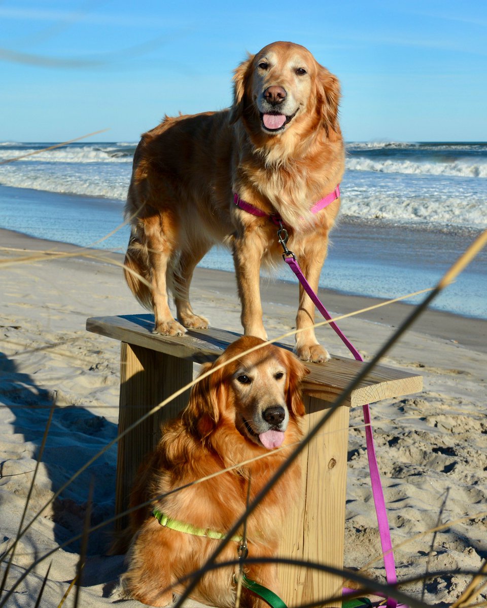 HamptnRetrievrs's tweet photo. Gracie was #TopDog this day.
Happy #TongueOutTuesday
🐾👅🐾👅 #StayHome
#ToT #GRC #smile #beachdog #beachbum #rescuedog #goldenretriever #flyingpointbeach #watermill #hamptons #hamptonsdog #dogsofthehamptons #rescuedogs #goldenretrievers #dogs #doggo https://t.co/ZLv8LHNPuS