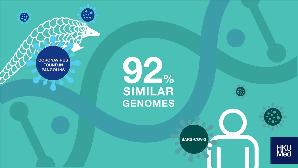 While bats were thought to be the likely carriers of the novel 2019  #coronavirus, a team at  @hkumed found that pangolins, scaly-skinned animals native to Asia, also called ‘scaly anteaters’, may be one of the missing links for the virus to jump from animals to humans.  #COVID19 1/