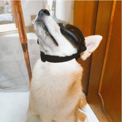 SUPERNIGHTOL's tweet photo. I AM NOBODY FROM NOWHERE!
COOL LOOK HUH～#comedy #hilarious #humor #haha #laugh #textpost #jokes #funny#dog #dogs #QuarentineLife #dogsarefamily #motivation #positivity https://t.co/YZYbalWaPQ