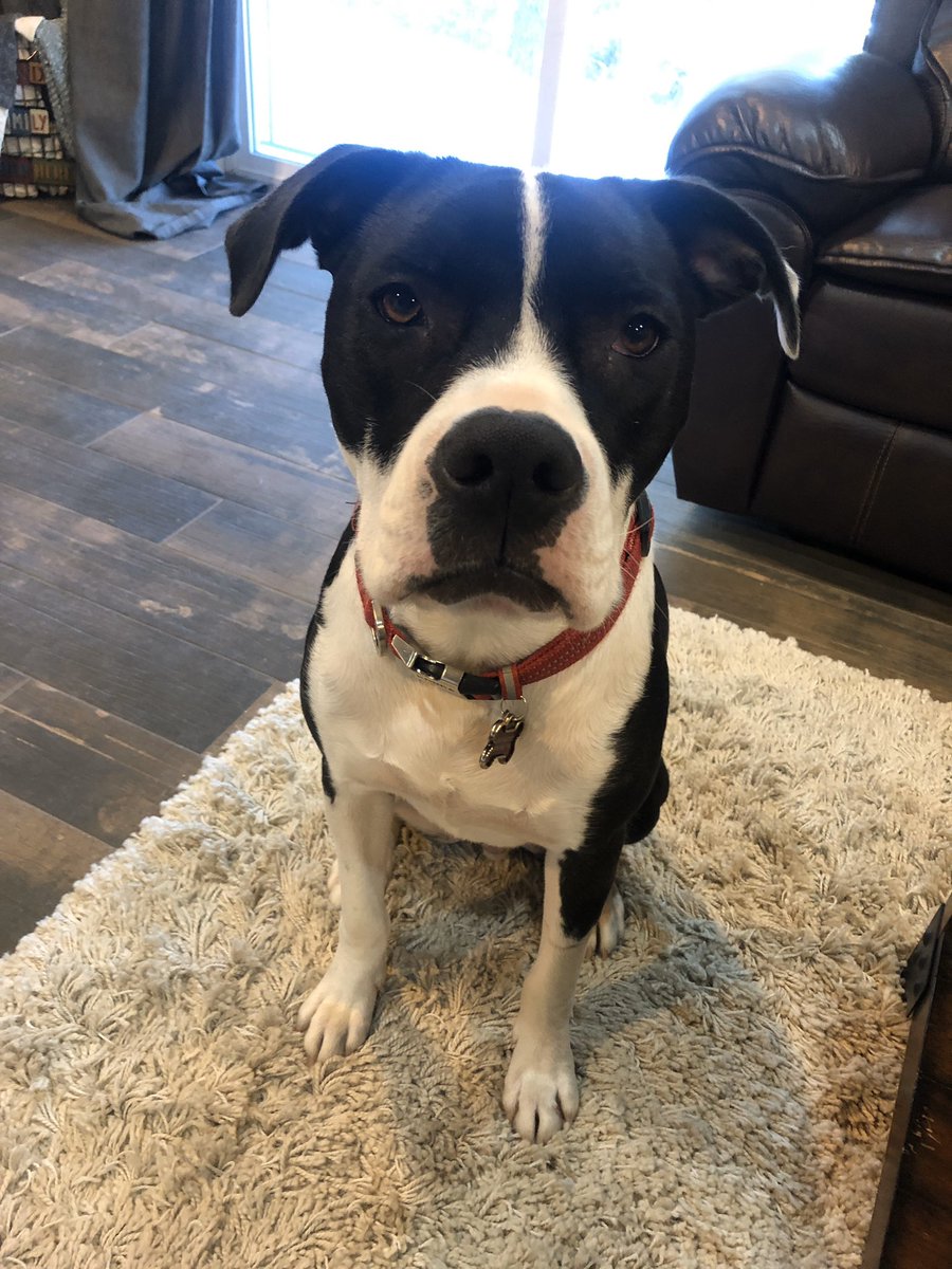 Counselorkam's tweet photo. @ArcadiaUnified This is Diesel aka D man! 🐾 #petsofausd https://t.co/IrvU3zA7rl