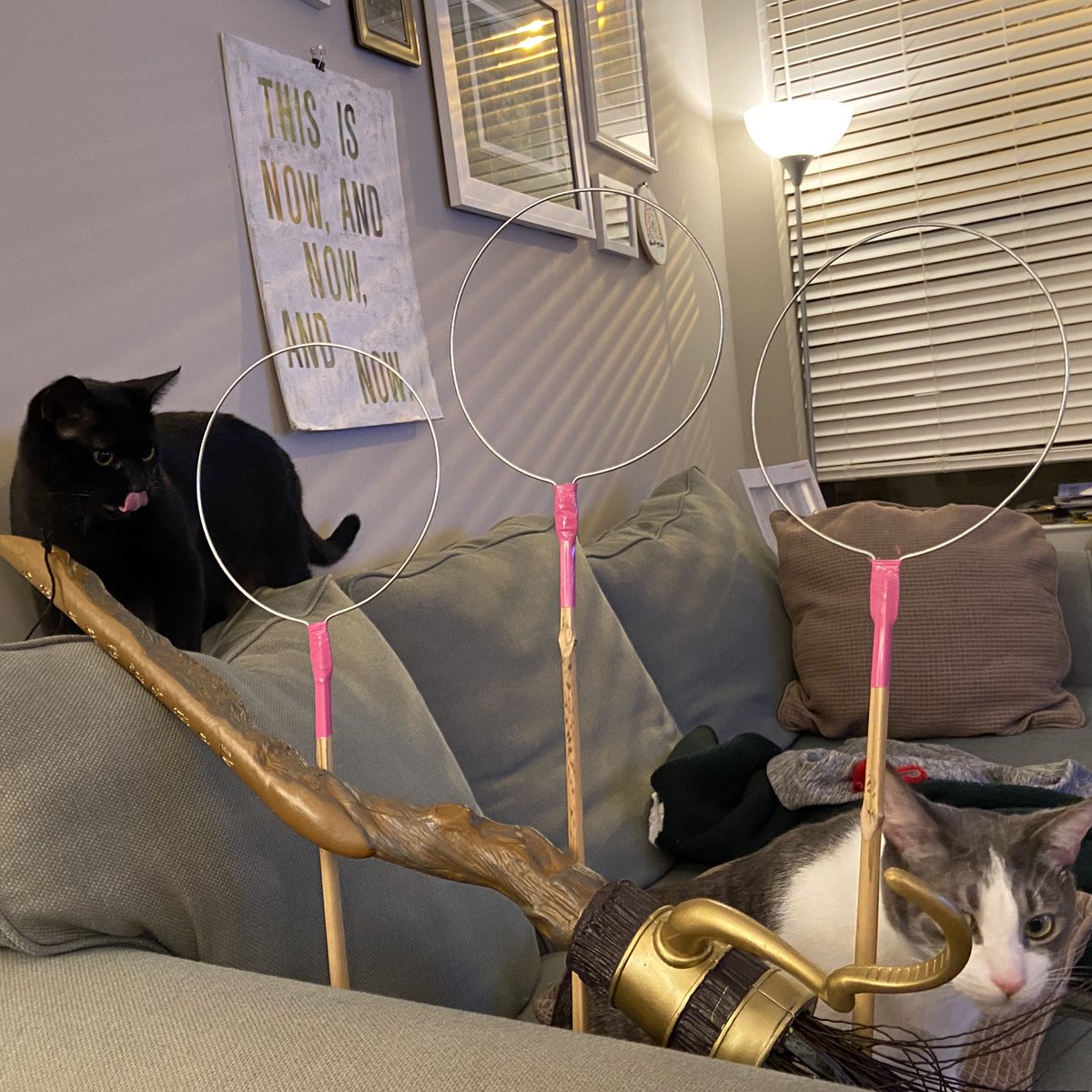 Night 2 of  #Catlympics2020 was magical as we paid homage to Nimbus and Comet’s namesakes through...Quidditch