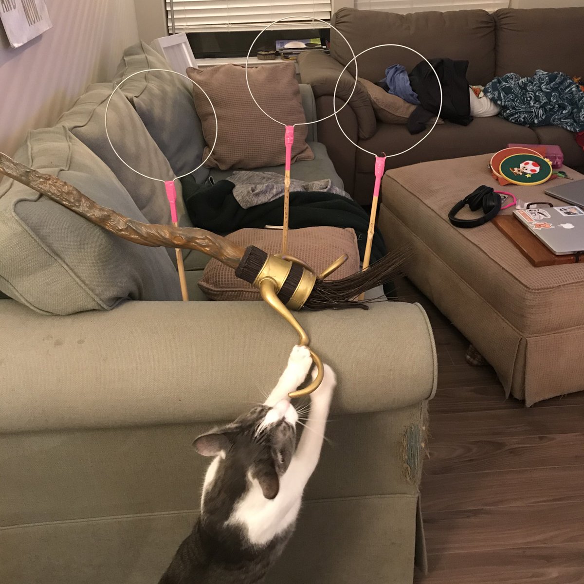 Night 2 of  #Catlympics2020 was magical as we paid homage to Nimbus and Comet’s namesakes through...Quidditch