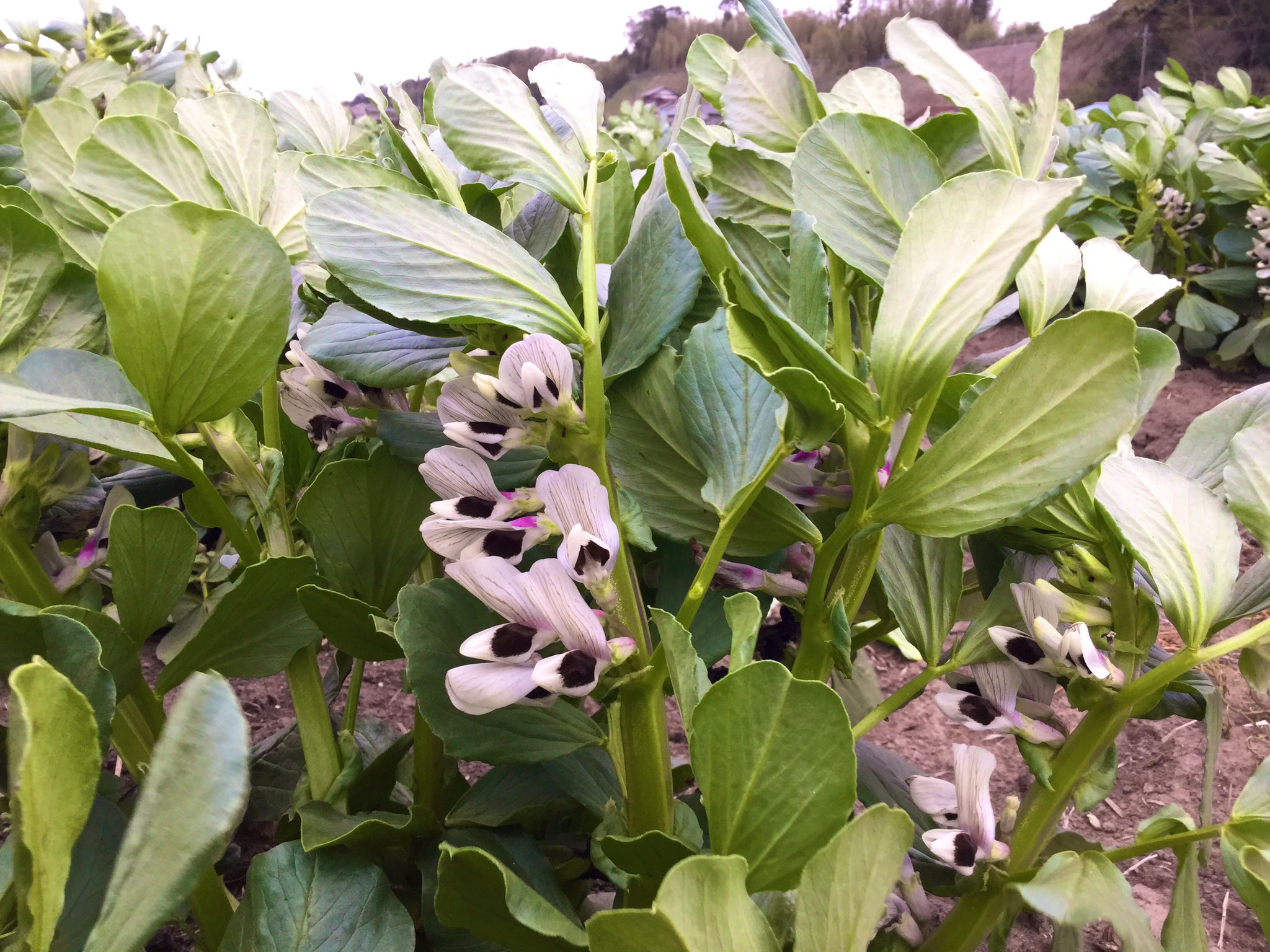道の駅やちよ ５月に収穫予定のそら豆 そら豆の花 咲き始めました 収穫が楽しみです すくすく育ちますように 道の駅 そら豆 収穫体験 そら豆の花 T Co Yojyavocma Twitter