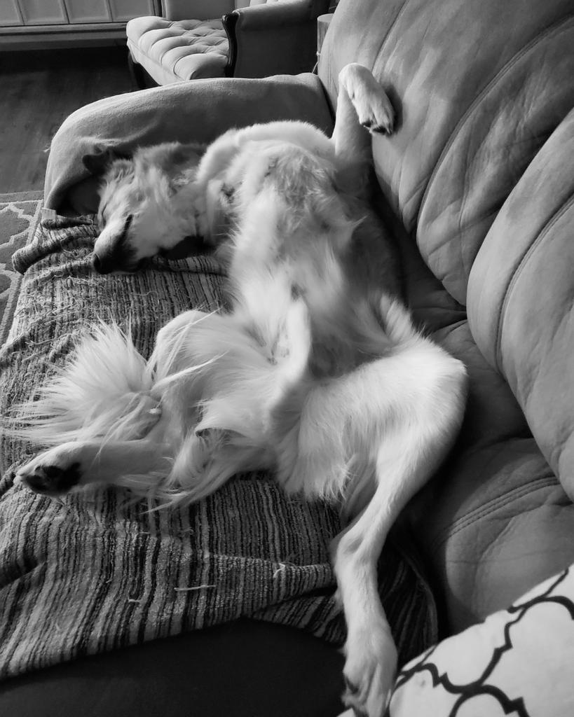 Adam_13urton's tweet photo. I think my dog is broken 🤔

#Tig
#TiggyTheTripod
#NDRalumni https://t.co/atQmWhOjhd