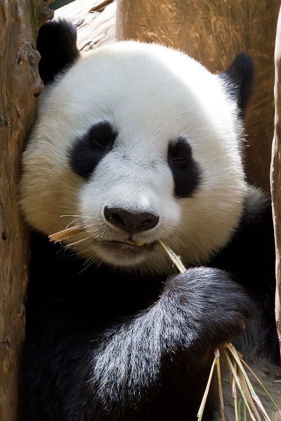 Panda_Reactions's tweet photo. Others vs me in self quarantine... https://t.co/MBPSDkArY4