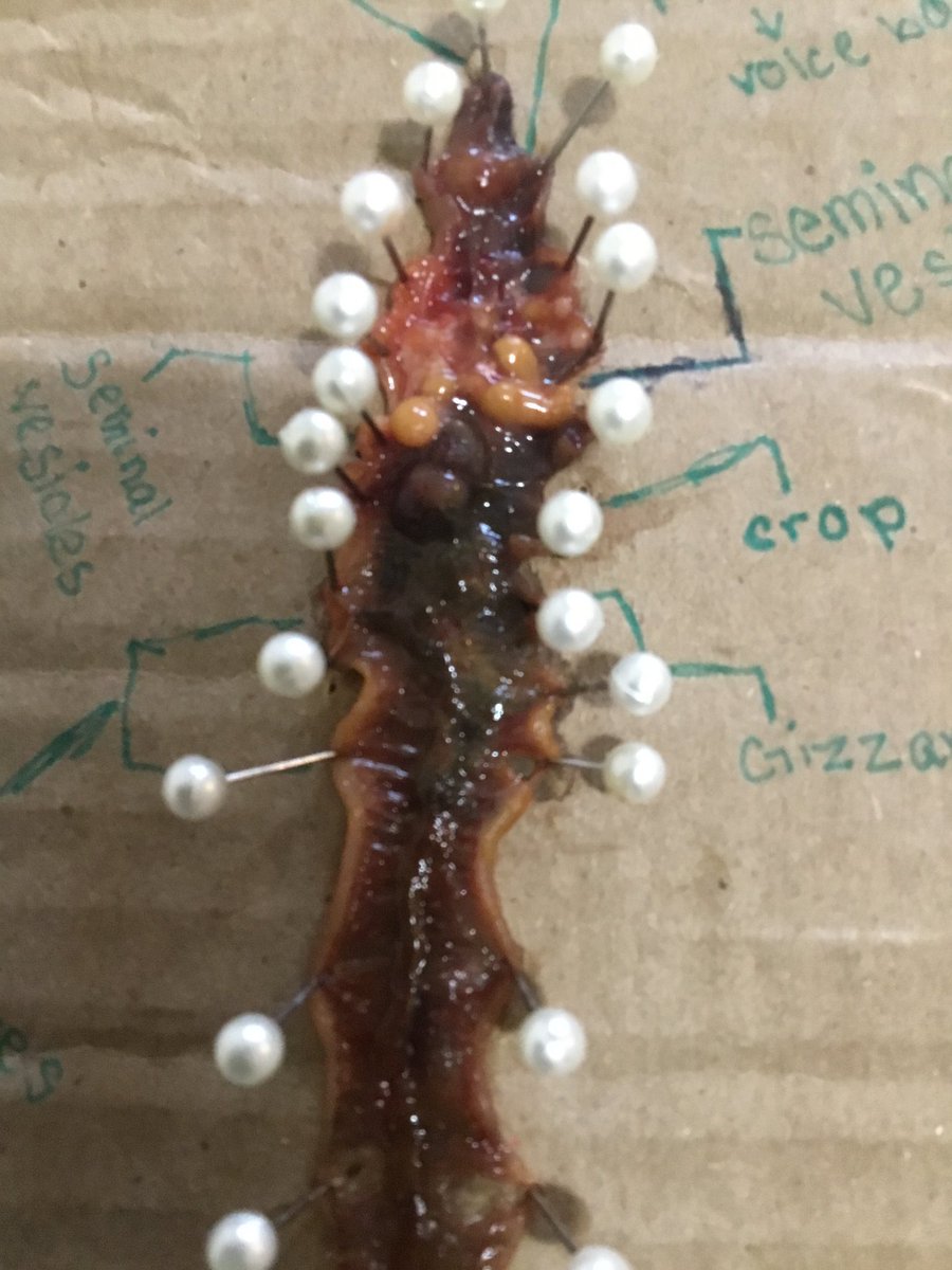 Salk6thGrade's tweet photo. One of my students decided to teach me a few things about worms...wow! #salksoars #fraserfamily https://t.co/MdmbbHygZ2