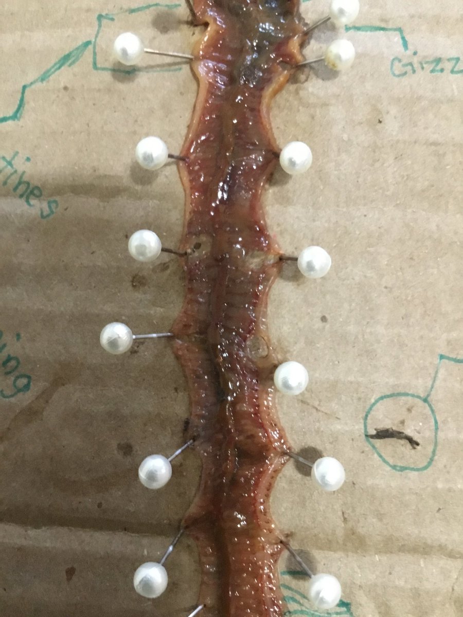 Salk6thGrade's tweet photo. One of my students decided to teach me a few things about worms...wow! #salksoars #fraserfamily https://t.co/MdmbbHygZ2