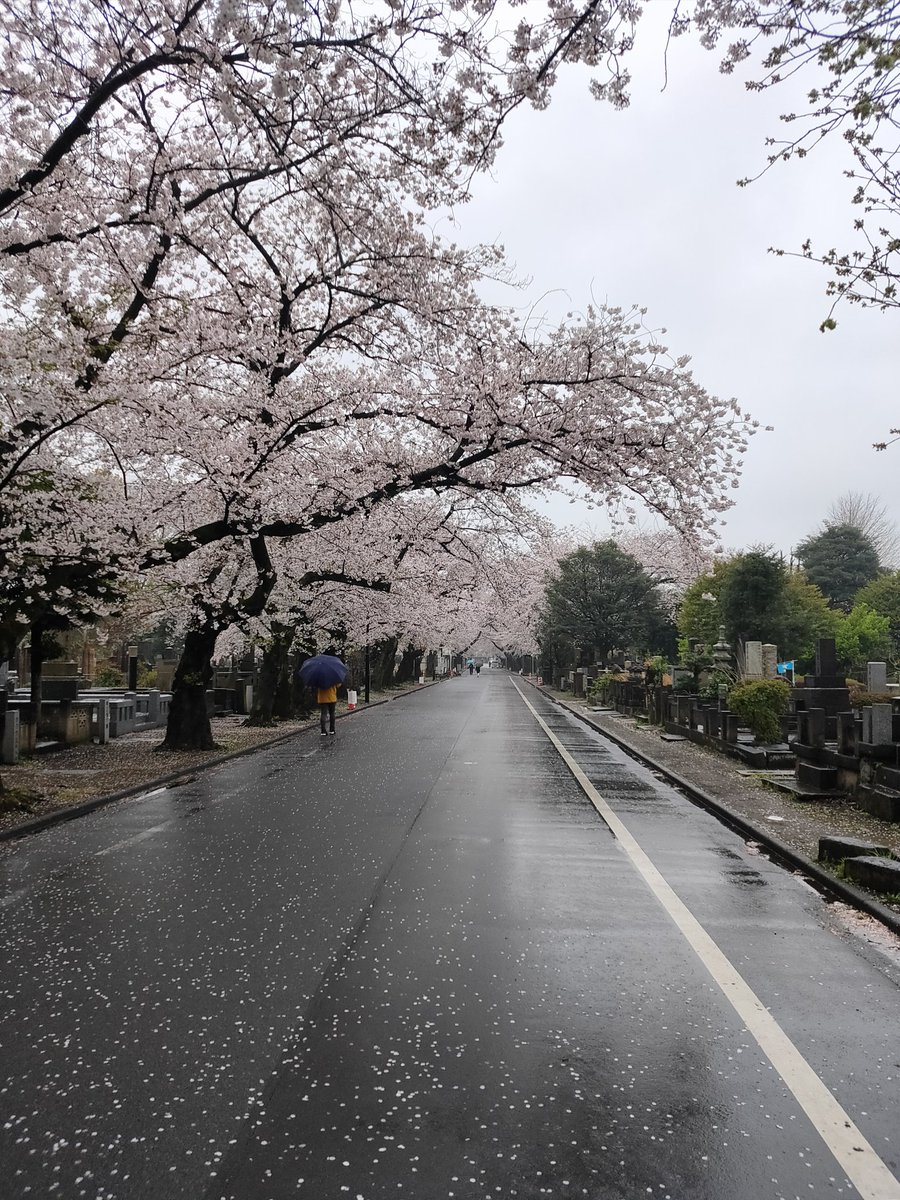 SkyTrain3006's tweet photo. 今朝の谷中霊園。写真じゃわかりにくいのですが、路面が濡れて桜色を反射していてとても綺麗でした。新たな桜の楽しみ方に気付かされましたね。 https://t.co/ZgOnOhQqLV