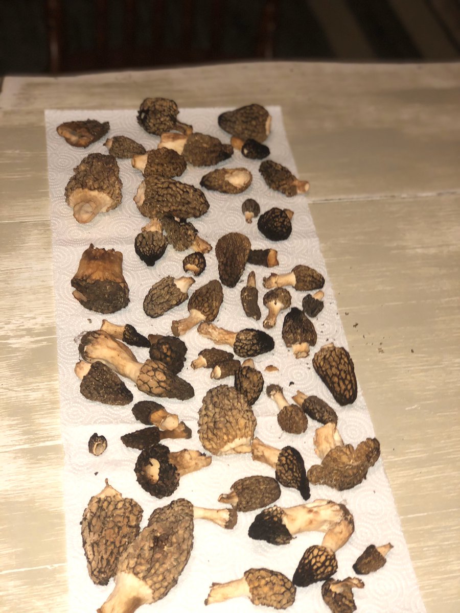 KristaKaylynn's tweet photo. @jimkev got the hook up fr 🍄 https://t.co/j3TC8i1tgh