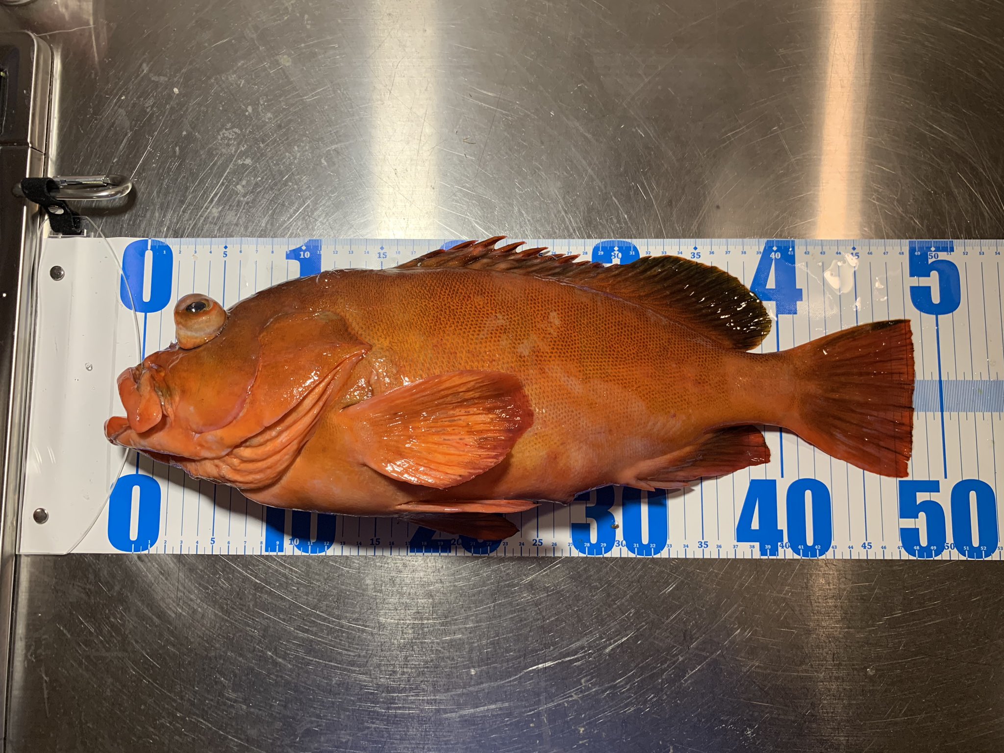 西野勇馬 深海魚ハンター 釣魚353種目 アカハタモドキ T Co 3v8nezbjz1 Twitter