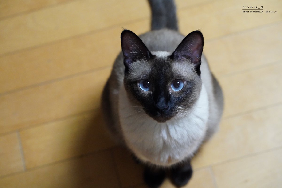 byfromis_9's tweet photo. Ruroo, Siamese cat (20150817~)
#Ruroo #Siamese_cat https://t.co/My2OjqI1Ve
