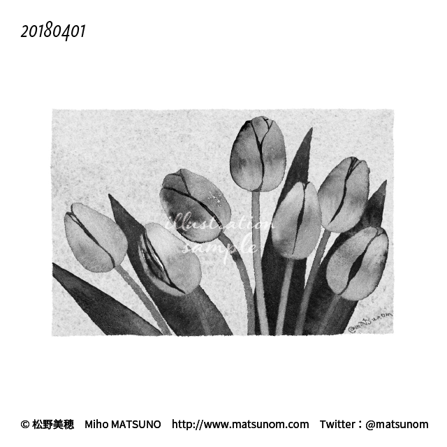 松野美穂 A Twitter 新年度がはじまりました Tulip チューリップ Monochrome Illustration Watercolor 水彩イラスト モノクロ モノクロ絵 水彩 イラストサンプル Matsunomiho Matsunom 松野美穂 いっぴん七十二候 Https T Co Zqh8fwre7h