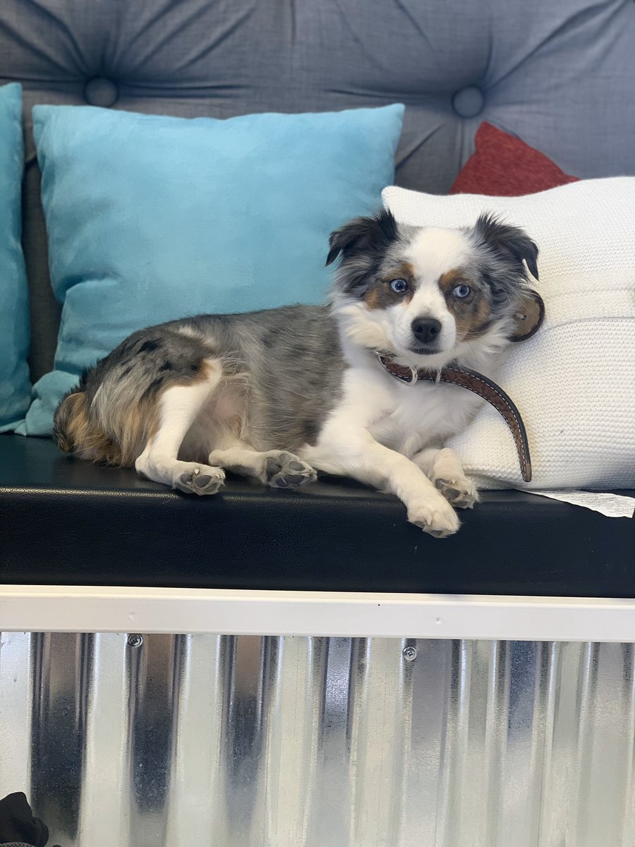 BaileeSage's tweet photo. I have the cutest kids!!🐶🐶 https://t.co/DK66TRYtPX
