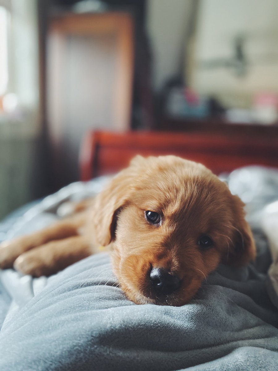 BaileeSage's tweet photo. I have the cutest kids!!🐶🐶 https://t.co/DK66TRYtPX