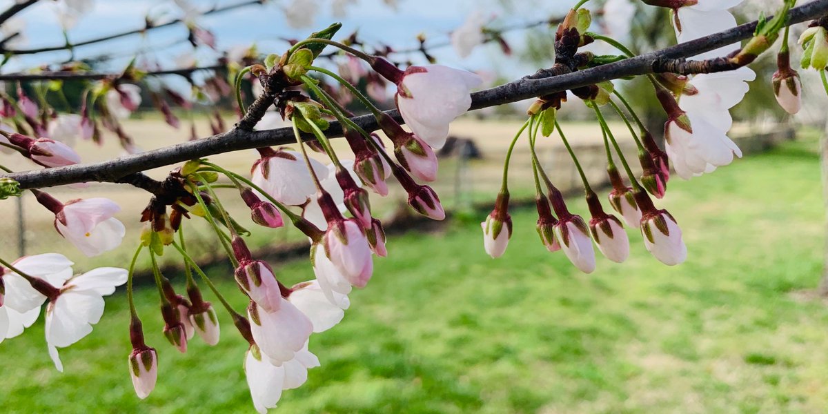 SummerHaiku's tweet photo. suffering fools you 
never will love cease to be 
let grief pass away 

#Spring2020 #Haiku #PracticeOfYoga #Eternal https://t.co/WzJYkmlcfG