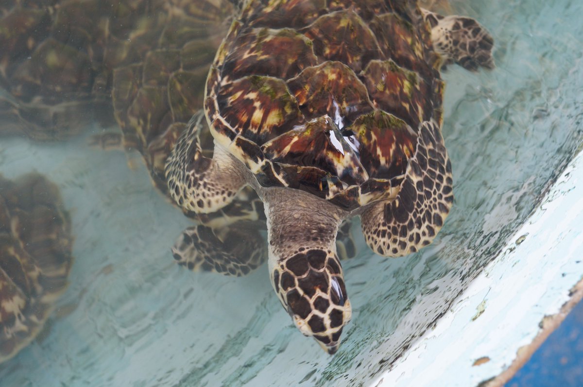 El Cayo #DosMosquises, en #LosRoques, donde se encuentra la Estación de Investigación de Biología Marina construida en 1976 y dirigida por la Fundación Científica Los Roques,  allí está el programa de crianza y protección de tortugas marinas.
#golosroques #venezuela