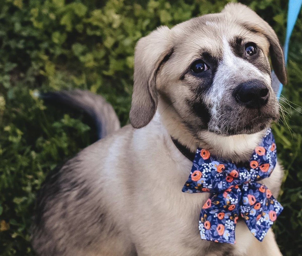 Hoping these two cuties pics will spread some happiness! We have cute grand pups, <a href="/ally_ru1/">Allison Rutherford</a> 💙💗