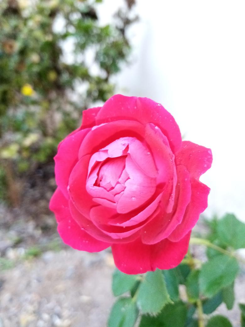 HAYAH_2000's tweet photo. ولنآ فيَ آلصبآح حيآهہ آخرىَ تنبضَ بآلجمآلَ 
ۈبگ آاصَبحنآا يَ اللـه ♡

    #صـبـاح الخــــــير https://t.co/4unGsreMG7