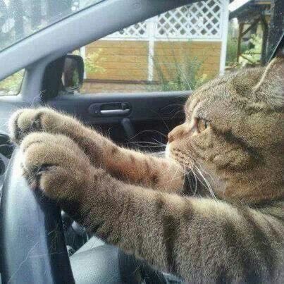TereGrosso's tweet photo. Me arriving at home realizing I skipped the pick up window. #drivethruproblems #blackout #TrueStory https://t.co/98ux3doEN8