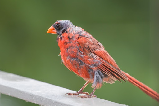 That said... West Virginia, y'all know you have some work to do.So your Cardinal is *specifically* a cardinal who is molting. Shedding some bullshit that's been weighing it down and growing in ways that will help.I believe you can get there. Do better. #StayAtHomeSafari