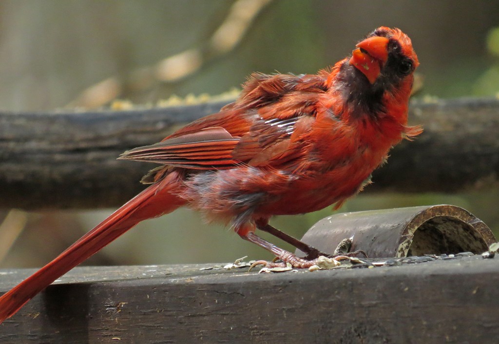 That said... West Virginia, y'all know you have some work to do.So your Cardinal is *specifically* a cardinal who is molting. Shedding some bullshit that's been weighing it down and growing in ways that will help.I believe you can get there. Do better. #StayAtHomeSafari