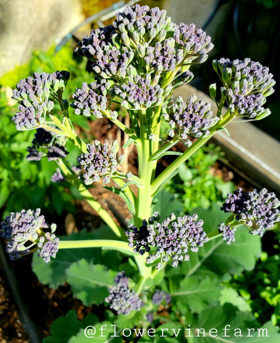 FlowervineMom's tweet photo. Purple #broccoli, because growing colorful healthy food keeps us healthy. That makes sense. #gardenteacher #wholebodyhealing #PlantPowered #plantbased #chef #rawfoodchef #cookingteacher #eatyourcolors #eatyourplants #farmtotable #rawfoodmountainrunner #protein #enzymes #health https://t.co/YcKcXGJpo8