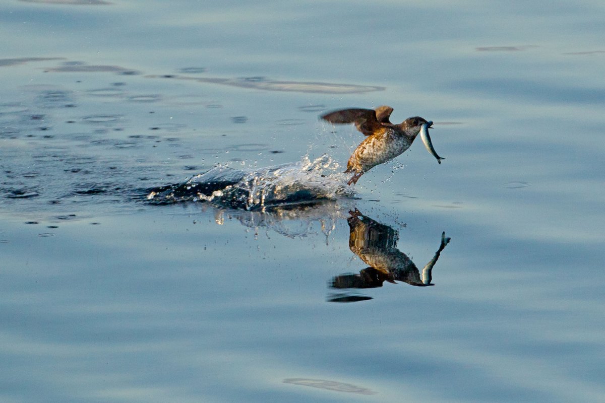 This absolute puffchonker who swims after fishes, which the fish certainly weren't fucking expecting, & is effectively a penguin that can fly, which NOBODY ELSE WAS EXPECTING.They're a cousin of the puffin, and I think you'll love them.Enjoy, Washington. #StayAtHomeSafari