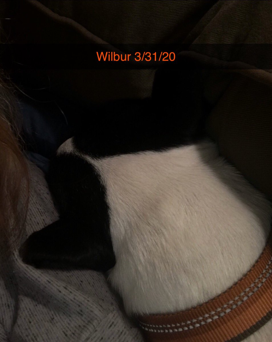 WonderWilbur's tweet photo. #PhotoChallenge2020March ￼
Day 31: Paw pillow...
My body including head and paws are resting on a pillow near my mom’s head. As such, dats a paw pillow. Right?
-Wilbur https://t.co/T011Qun1Hb