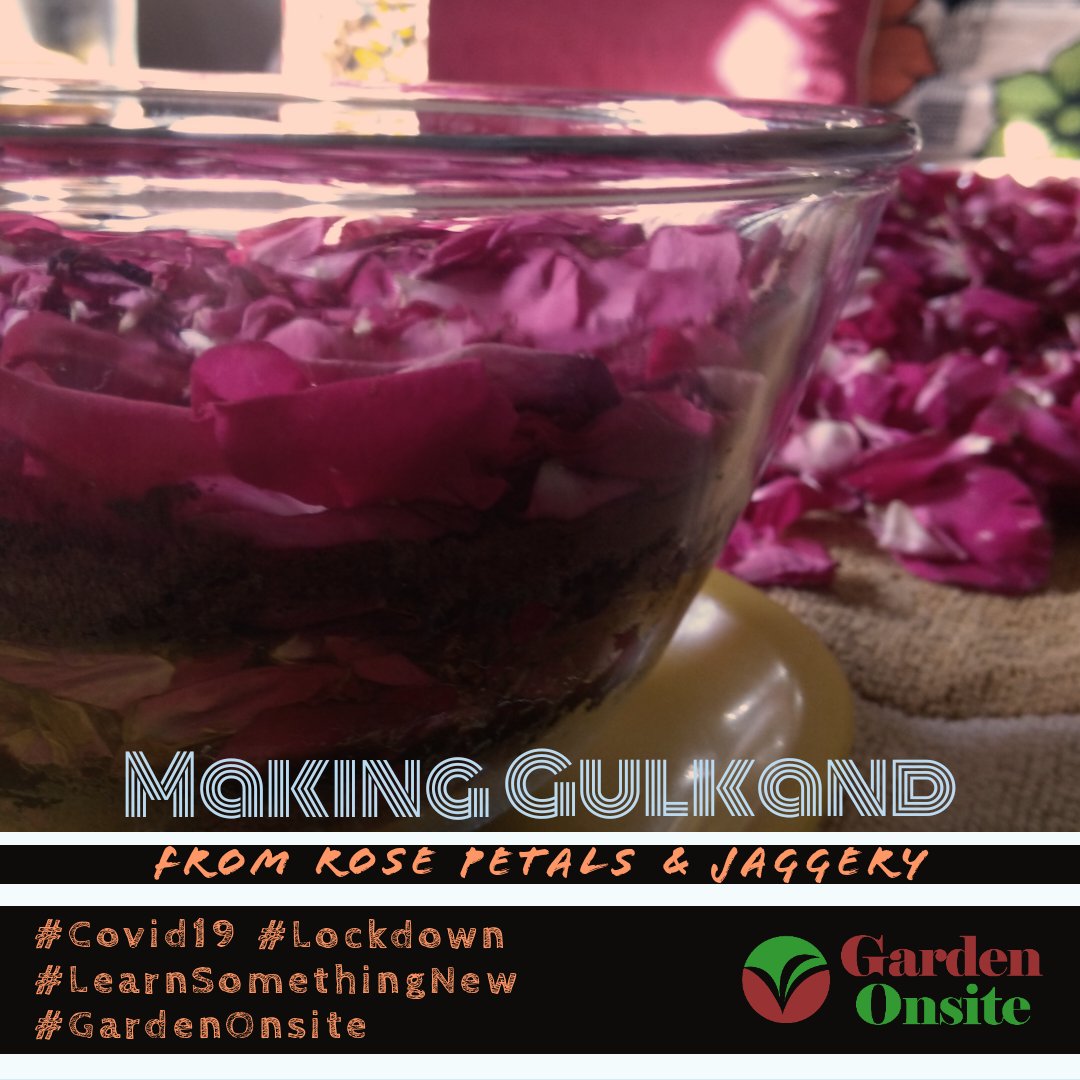 gardenonsite's tweet photo. Making use of the rose flowers at our Nursery! 🤩

#covid19 #lockdown #learnsomethingnew #gurugram #gardencenter #plantnursery #gardenonsite https://t.co/bqUW4ZU4qx