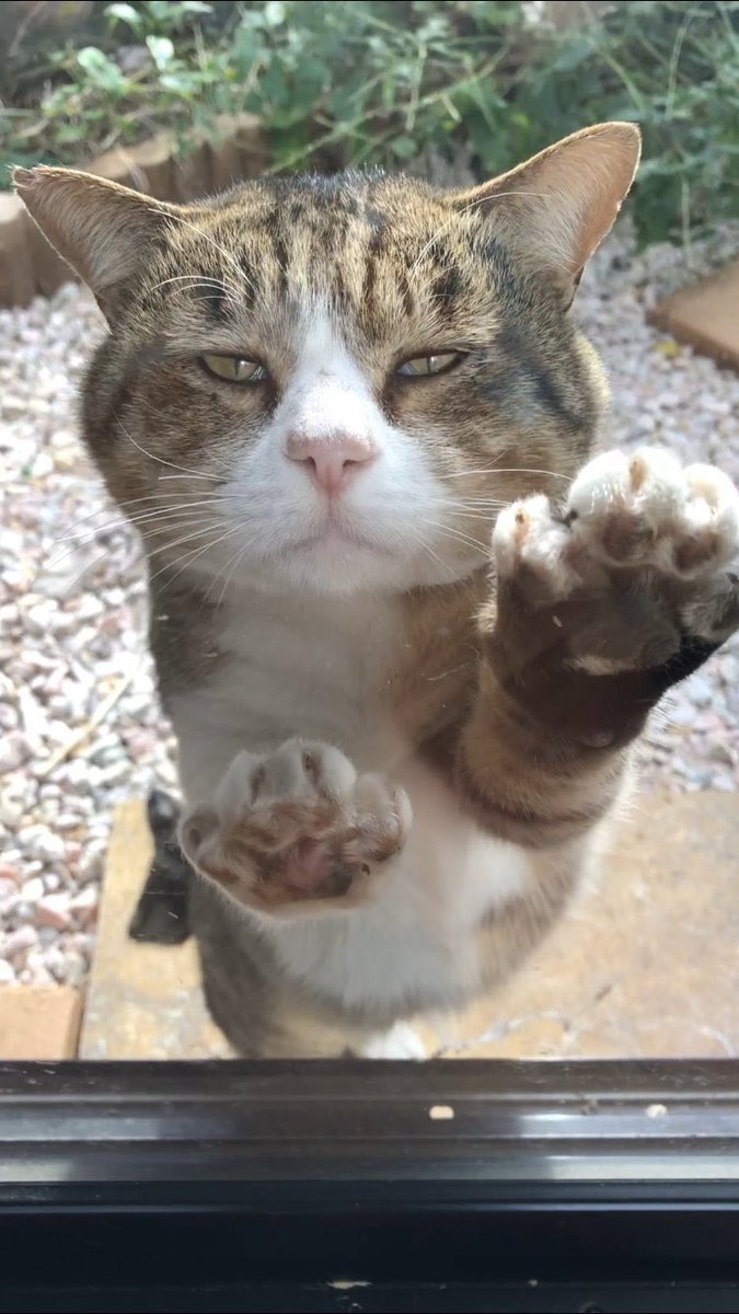 エイプリルフールなので嘘みたいに可愛い猫画像を流す エイプリルフールなので嘘みたいに可愛い猫画像を流す